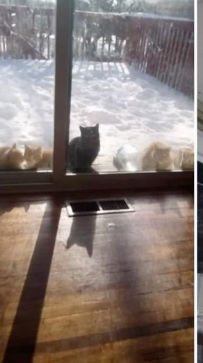 Rescue teamwork is what saved these kittens and their mama from freezing. There is one more baby left to rescue. Prayers we can catch this last baby #thisisrescue #teamwork #passion #compassion #furballfarmcatsanctuary #togetherwecan #bebetter | Furball Farm Cat Sanctuary