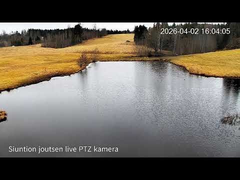 Siuntion joutsen Live PTZ kameralla
