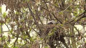 Crow female Corvus cornix cleans a nest with chicks on a spring acacia tree Robinia pseudoacacia in a foothill park in the North Caucasus Stock Video