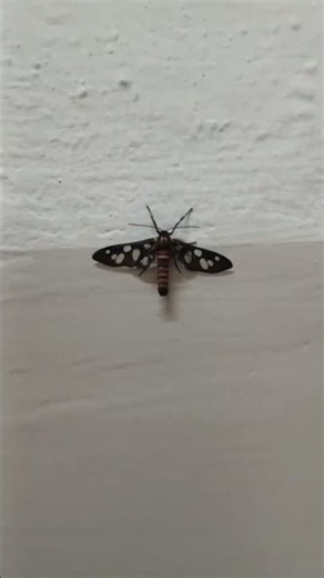 smallest butterfly 🦋