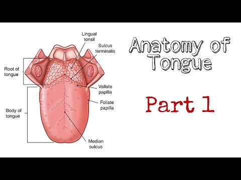 Anatomy of Tongue Part 1 | Easiest Explanation