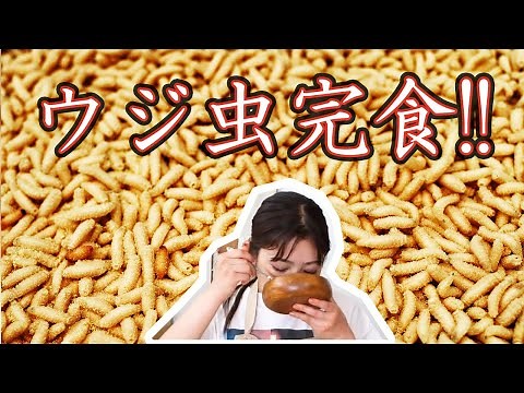 ウジ虫(イエバエ幼虫)をロールキャベツにして食べてみたら、、、