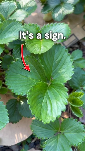 Have you seen this before? Here’s the deeper science-y explanation: Guttation is a process which creates water droplets on the tips of leaves of certain plants, typically occurring during the night or early morning. This phenomenon is driven by root pressure, which occurs when soil moisture is high... the pressure forces water, containing dissolved minerals, up through the plant and out through specialized structures located at the leaf margins or tips. These droplets are not dew (which condense