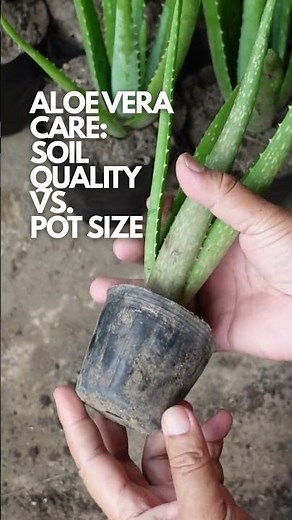 Aloe vera plant care Soil Quality vs Pot Size