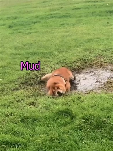 Los perros pueden hablar: ¡diversión asegurada!