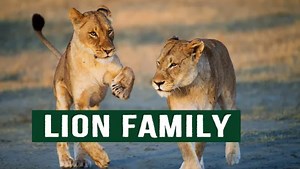 17 reactions | The Unusual Lions That Slowly Eat Their Prey Alive | Animal interaction | Facebook