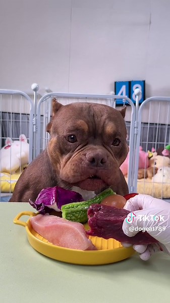 Cute Dog Eating Compilation - Funny Puppy Feeding Videos