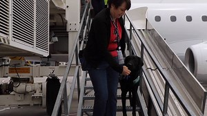 8.6K views · 195 reactions | WARNING: Four-legged cuteness overload. ❤️✈️ The sky is the limit for these eight pups! As part of their training for Guide Dogs for the Blind, these furry heroes toured ONT and an Alaska Airlines plane so that one day they'll be able to assist their owner in taking flight. | Ontario International Airport | Facebook
