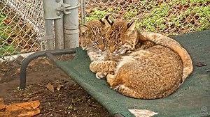 14K views · 1.4K reactions | Rehab bobcats snoozing. Recorded in the Explore.org/bigcatrescue on the Bobcat Rehab webcam. Find all the cats' webcam links at BigCatCams.com | Big Cat Rescue | Facebook