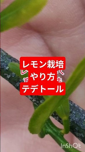 レモンを育て方、害虫駆除する葉を大切にすれば早く大きく育つ #家庭菜園 #現代農業 #農業 #ファーム生活 #gardening #庭作業 #野菜