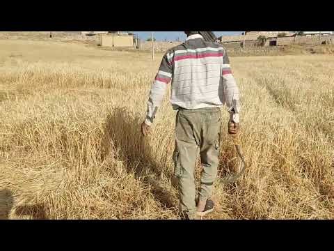 “Traditional Wheat & Barley Harvesting by Hand | Old Farming Methods”)