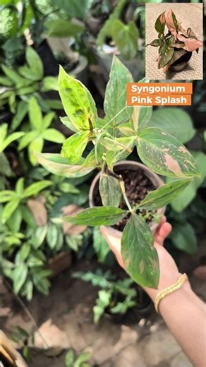 Syngonium Collection | Exotic Syngonium Collections | Whatsapp 9597953378 #syngonium #syngoniums
