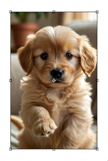 Clip #1 BuzZoo (chiot trop mignon)