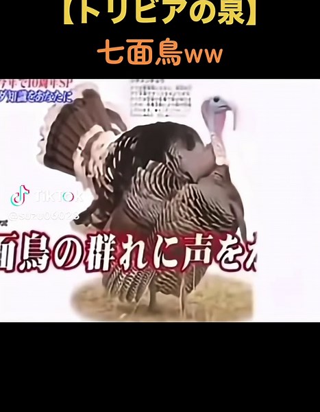 トリビアの泉: 爆笑の神回
