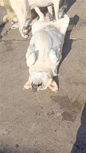 Paws 🥹 Rescued from a dog meat restaurant. Back paw cut off. Living a life of pure relaxation. Suns out paws up. This boy is soooo ready for a home. Missing a back paw doesn’t stop him at all. Can’t fly to America (he’s too big) but Europe, Uk and Ireland he can 😬 | Harbin SHS Animal Rescue