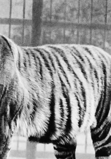 Extinct or Alive S01:E05 - The Javan Tiger