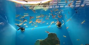 3. Pet store | Animal show