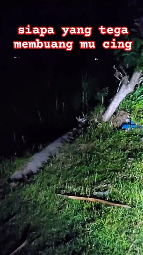 sabar ya cing #cat #kucing