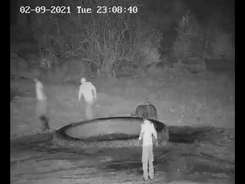 Baby elephant helped out of water trough under cover of darkness
