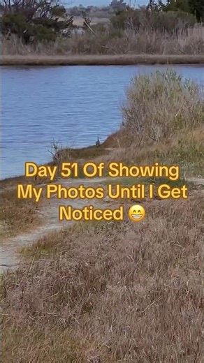 Day 51, Clapper Rails Up Close, Hidden Wildlife You Never See