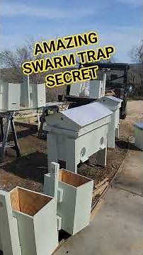 FREE Honey Bees (1st Season Trapping) #workerbee #diy