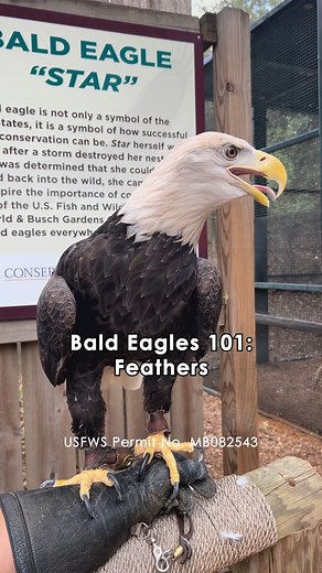VIF - Very important feathers. Bald eagle feathers have major significance in Native American religious and cultural ceremonies. So when Star goes through a molt, our team collects her feathers and sends them to the National Eagle Repository for distribution. #baldeagle #feathers