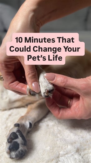 Dr. Shannon Nash | Vet Food Therapist | Senior Pet Vet on Instagram: "Save this routine. This is a 10-minute paw massage you can do at home to help your pet with arthritis, mobility issues, and overall comfort. I’m using tui-na techniques - Chinese medical massage - that I use in my practice every day. Follow along in real time. Here’s what we’re doing: 🐾 Mo-fa (gentle petting) - Always start and end with this. It signals to your pet that it’s time to relax and lets them know when you’re