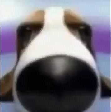 Dog turning around meme