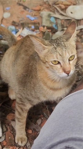 Cutest Sad Cat Moments Ever 😿💕 | Compilation #moewmoewsad #cat #cute