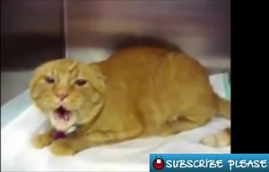 FUNNY Animals Talking & Screaming Like Humans! Yelling Dogs Cats and Animal COMPILATION! - Coub