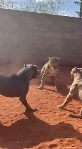 Jaguar vs Pitbulls: Intense Face-Off & Close Encounter! 🐆🐕