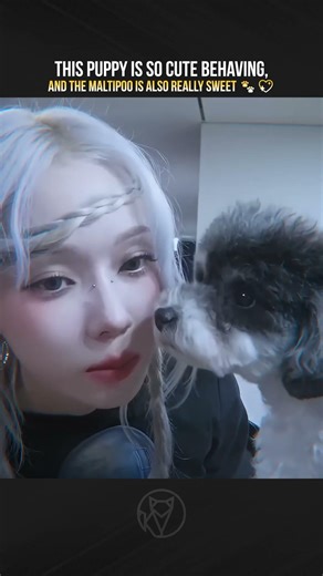 this puppy is so cute behaving, and the Maltipoo is also really sweet 🐾💖 | aespa æspa by Armageddon