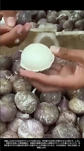 【現場の技術】収穫後の玉ねぎの皮むき：効率を劇的に高める「簡単加工」の極意