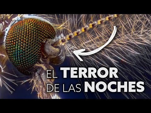 A MOSQUITO under the MICROSCOPE: This is what it looks like up CLOSE! 😱