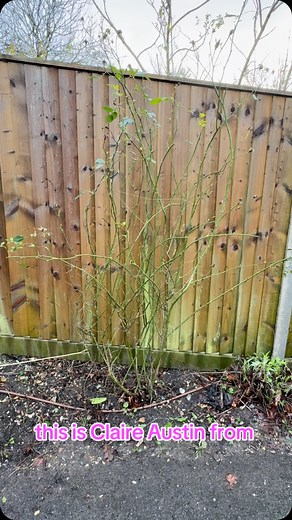 Fan training, a large shrub or small climbing rose onto a fence couldn’t be easier once you know the basic principles Stems need to be brought into a close to 90° or horizontal position as possible this slows down the movement of the sap in the stem and makes the hormones linger at the Budd or cut points for longer simulating larger amounts of flowering growth in a smaller space Remove all sides shoots to between one and three Buds and select an outward facing Budd if you can Tie in All stems in