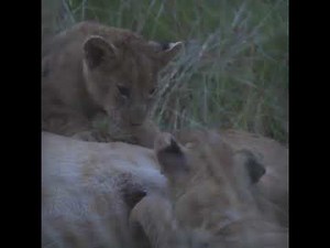 Incredible African Lioness Milk Is Nature’s Protein Power