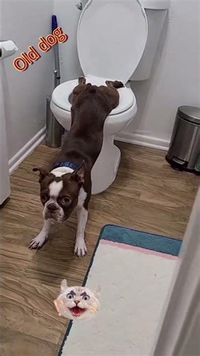 Dog uses tolit and flushes//entertaing//animal dog funny video//short feed