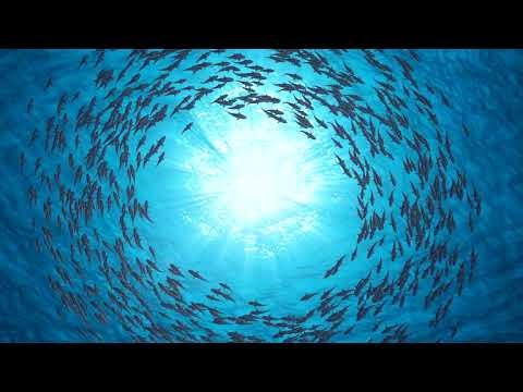Sharks swim in a circle. A beautiful background. Slow motion. Under water.
