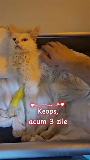 Keops mai are 80 de zile de tratament împotriva PIF-ului neurologic cu care se luptă #pisici