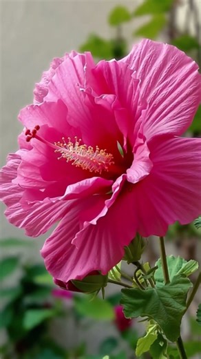 the time interval of the most beautiful flowers blooming #naturetimelapse #timelapse#beautyflower
