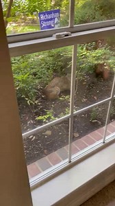 307K views · 3.1K reactions |  WATCH… Imagine opening your curtains this morning and seeing a bobcat in your flower bed. This one has been roaming a subdivision in Richardson, Tex. all summer. | Jason Whitely | Facebook