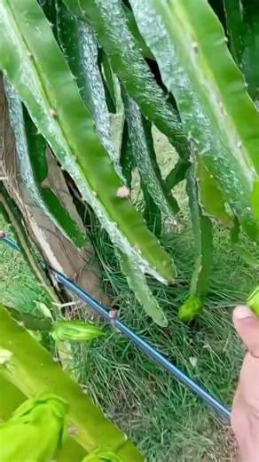 #Dragonfruit#Dradon_Fruit_Harvesting_In_My_Garden#fruitharvesting#gardening#gardentour#mygardenfruit