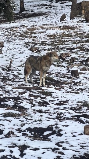 Shawnee, one of our endangered American Red Wolves howling 🥹 | Wolf Lovers USA Shop