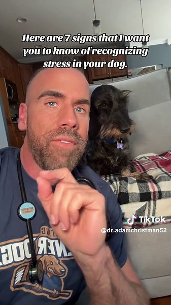 7 Signs of Stress in Dogs: How to Identify and Help Your Stressed Dog