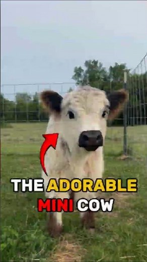 Mini Cow: The Cutest Tiny Cattle You’ve Never Seen!