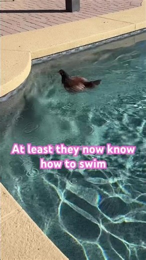 Chickens miscalculate their jumps and dive into the pool