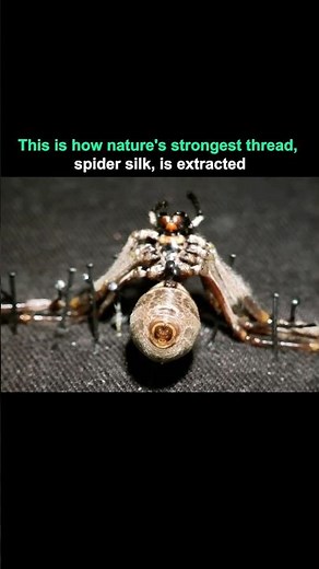 This is How Spider Silk is Actually Extracted