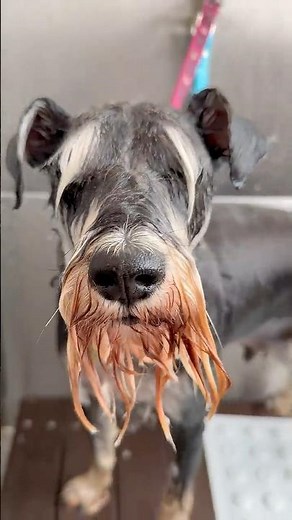 Schnauzer Grooming ✂️ | Subtle Before & After Transformation #grooming #dog