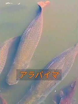 Arapaima isn't afraid of being punched! #animals
