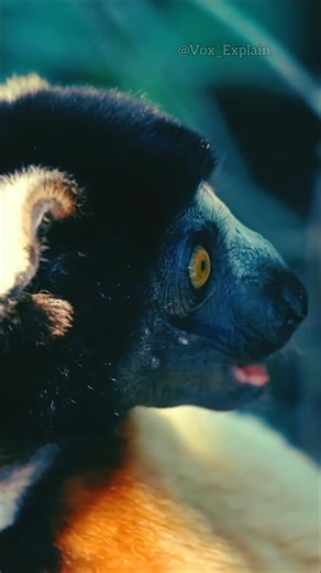 Coquerel’s Sifaka: The Most Bizarre and Deadly Jumping Primate | #animals | Vox Explain